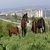 Edirne`de Sahipsiz Atlar İhaleyle Satılacak