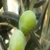Mut`ta Zeytin Üreticiyi Güldürdü