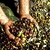 Manisa`da Organik Zeytin Ve Zirai Mücadele Dersi