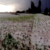 Erciyes`e Mayıs`ta 3`üncü Kar Yağdı