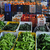 Antalya`da Erken Isınan Havayla Bollaşan Ürün Üreticiyi Zarar Ettirdi