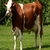 Dünya Simmental Federasyonu Konferansı