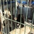 Kaçak Etler Köpeklere Yaradı