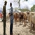 Sudan`da Tarım, Cibuti`de Hayvancılık