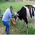 Hayvan Yemine Milli Çözüm: Kabak