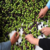 Zeytin Kooperatifinde Rekolte Bildirme Dönemi