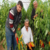 Biberlerin Yüzde 70`i Söküldü