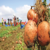 Patates ve Soğan`a Destek Fiyatları Düşürür