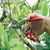 Çiftçilere Meyve Budama Kursu