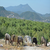 Domuzlar Aydın`da Çiftçi`nin En Büyük Derdi