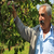 Dalları Kiraz Bastı