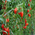 Makalesinden Etkilendi  Temmuz İsimli Organik Goji Berry Yetiştiriyor