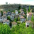 Safranbolu `bitki`leriyle de marka olacak