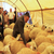 Pakdemirli: Kesim için mezbahaları tercih edin
