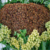 KURU ÜZÜMDE PİYASA ÇÖKTÜ GÖZLER TMO`DA