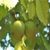 TİRE`NİN YENİ TESCİLLİSİ