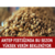 Antep Fıstığında Bu Sezon Yüksek Verim Bekleniyor