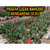 `Frigya Çiçek Bahçesi` Rengarenk Oldu