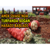 Amik Ovası`nda Turfanda Soğan Hasadı Başladı