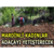 Mardinli Kadınlar Adaçayı Yetiştirecek