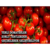 Yerli Domatesler Zorlu Testlerden Geçirilerek Geliştiriliyor