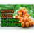 Malatya Kayısısı Kalitesiyle Sevindirecek