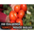 Ege Ovalarında `Kırmızı` Mesaisi Başladı