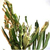 ZEYTİN FİDANTIRTILI MÜCADELESİ