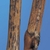 Bağlarda Ölükol Hastalığı