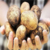 BELEDİYELER ÜRETİCİDEN PATATES ALACAK
