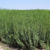 Türkiye`de Tıbbi ve Aromatik Bitki İhracatı Artıyor