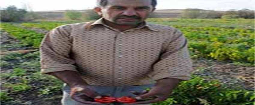 Yozgat`ta Çiftçi Yerli Tohuma Yöneldi