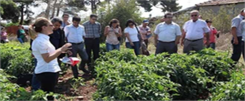Çiftçiler Entegre Mücadeleyi Tarlada Öğreniyor