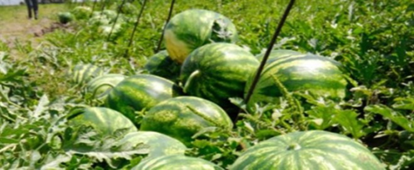Güz Karpuzu Sezonu 50 Kuruştan Kapattı