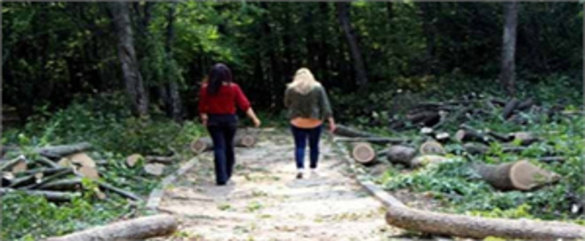 Kampüste Ağaç Kesimine Tepki