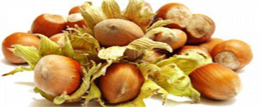 Samsun`da Organik Fındık Üretimi Yüz Güldürmeye Aday