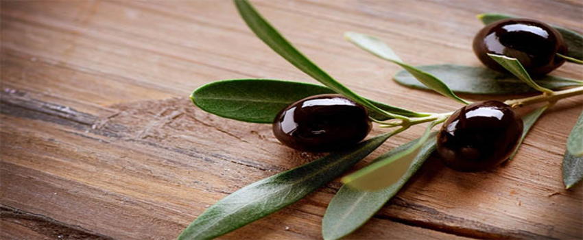 Akhisar 36 ülkeye zeytin ihracatı yapıyor