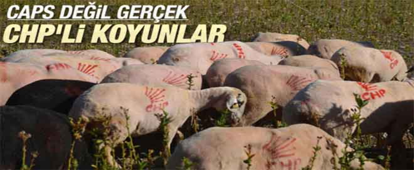 Koyunlarını bile CHP`li yaptı