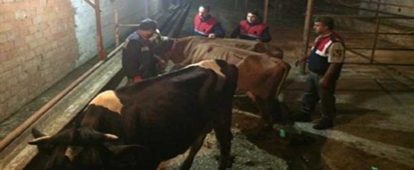 Jandarma Kurban Dolandırıcılarını 8 Saatte Buldu