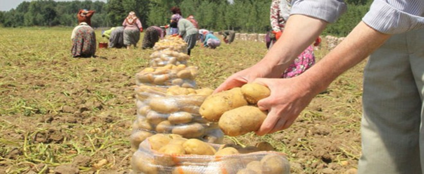 Bolvadin`de Patates Hasadı Başladı