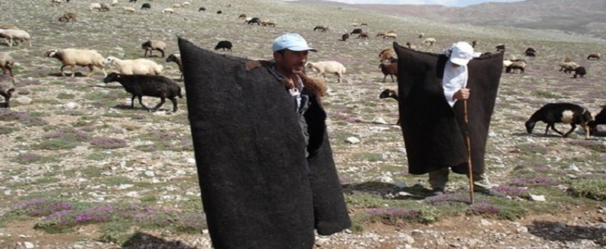 3 Bini Aşkın Kişiye Sürü Yönetimi Eğitimi Verildi