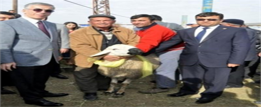 Aksaray`da 143 Kişiye 632 Adet Koç Dağıtıldı
