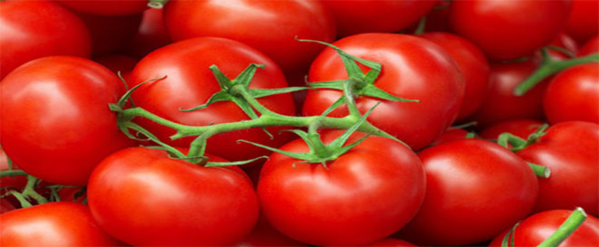 Muğla`dan Domates İhracatı