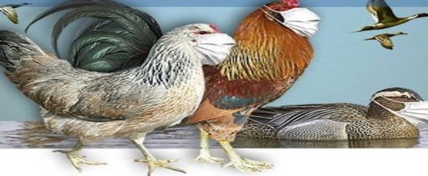 Hollanda`da Kuş Gribi
