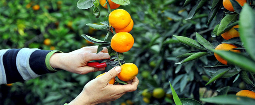 İhracatın Lokomotifi Narenciyede Rekolte İyi