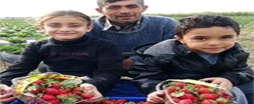 Tarlada Çileğin Kilosu 3 Lira