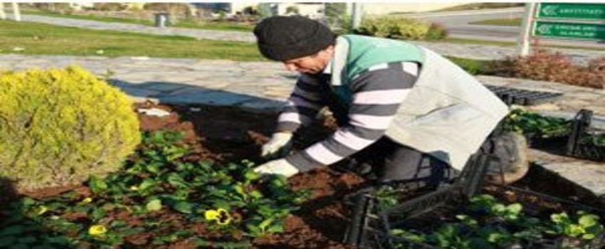 Denizli`de Kış Aylarında 2 Milyon Çiçek Dikilecek