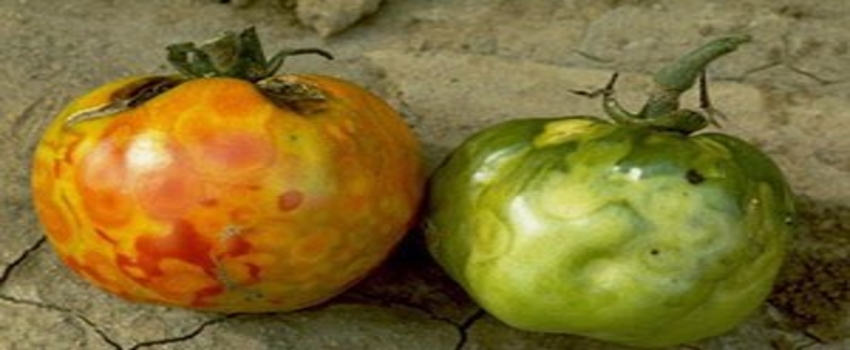 Çanakkale`de, `Domateste Bakteriyel Solgunluk` Çalıştayı
