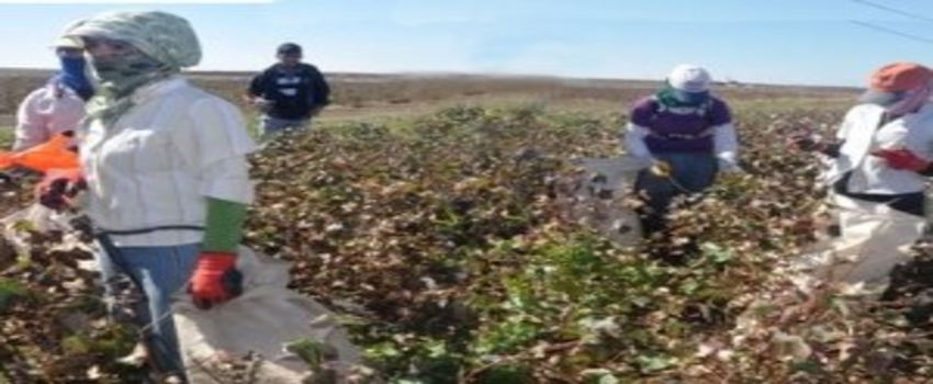 Mevsimlik Tarım İşçilerinin Yüzde 80`inin Sosyal Güvencesi Yok