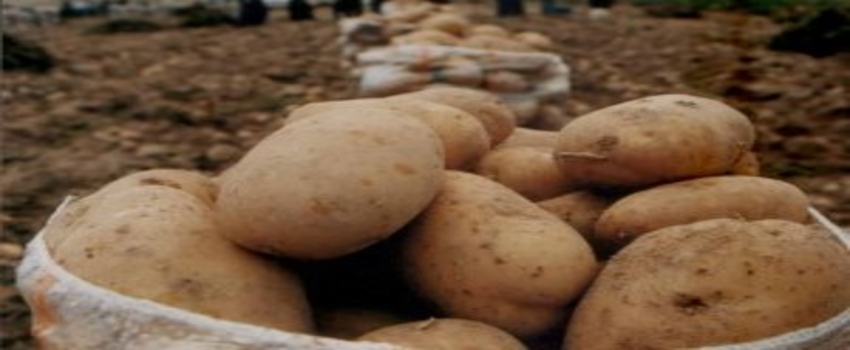 Patates Fiyatını İhracat Rakamları Belirleyecek